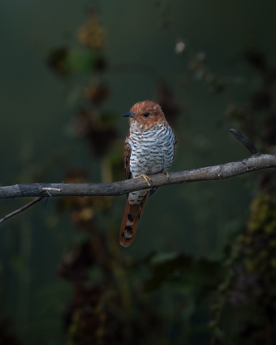 Cuco Pechigrís - ML645977910