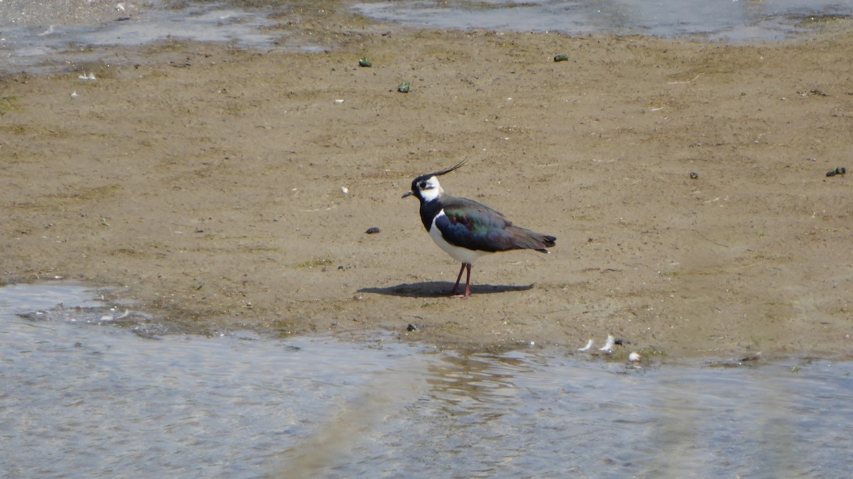 Avefría Europea - ML645977911