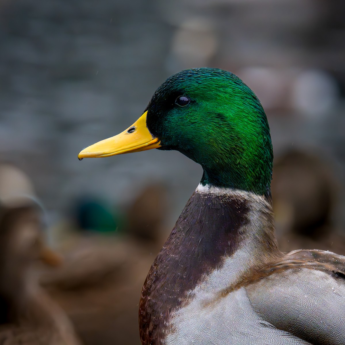 Ánade Azulón - ML645977912