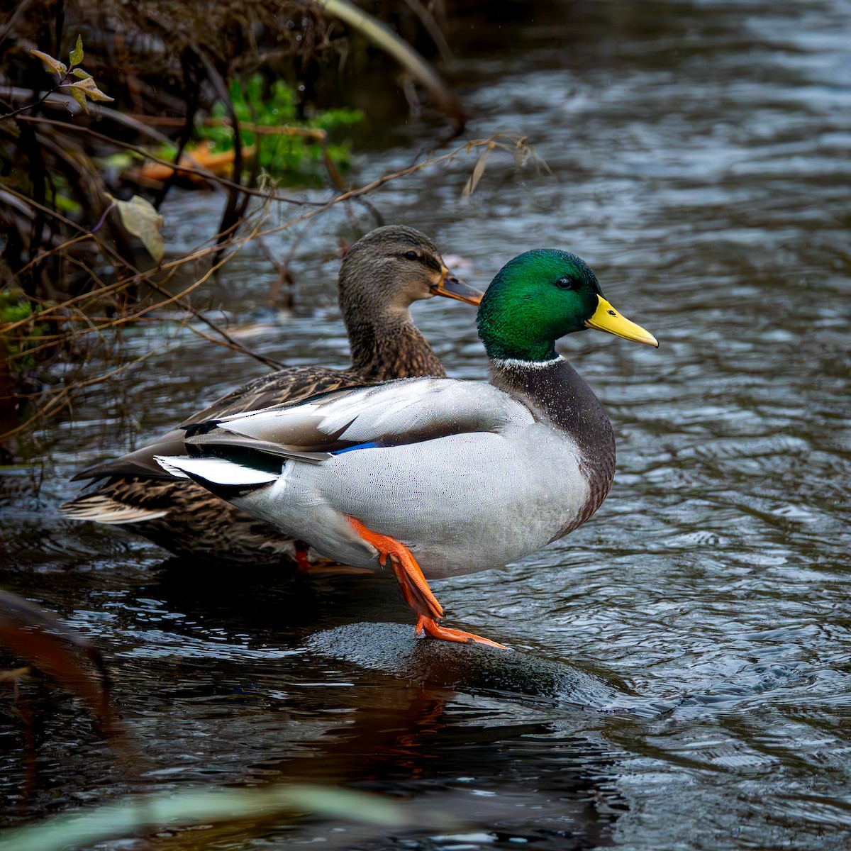 Ánade Azulón - ML645977913