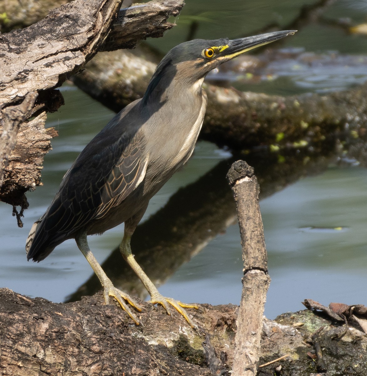 Garcilla Menor - ML645977914