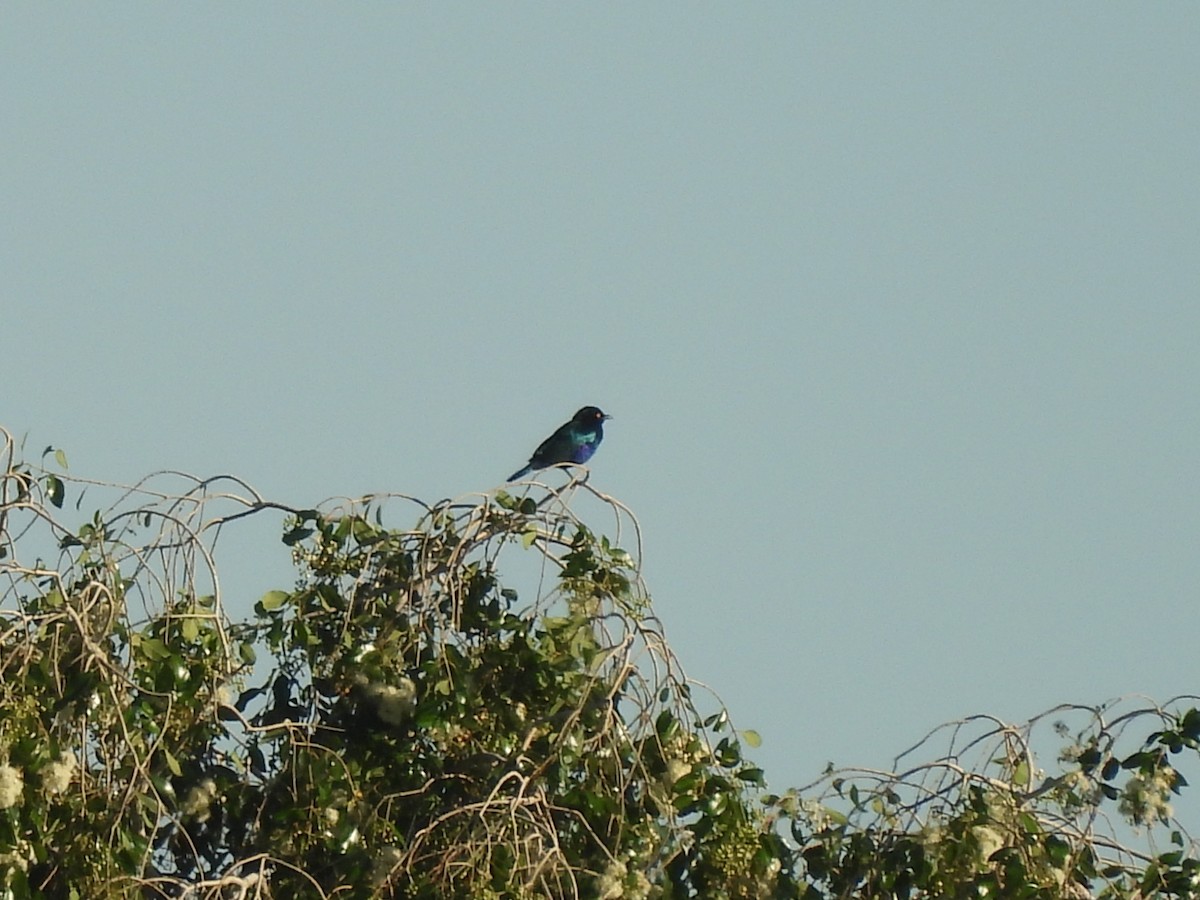 Estornino Orejiazul - ML645977915