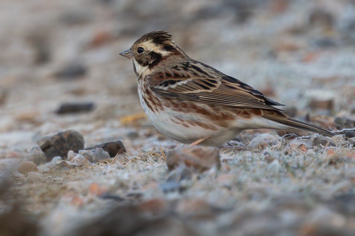 Escribano Rústico - ML645977916