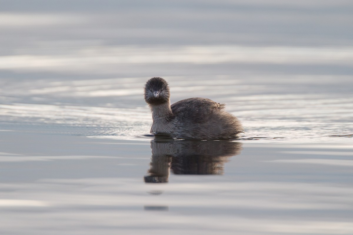 シラガカイツブリ - ML645977917