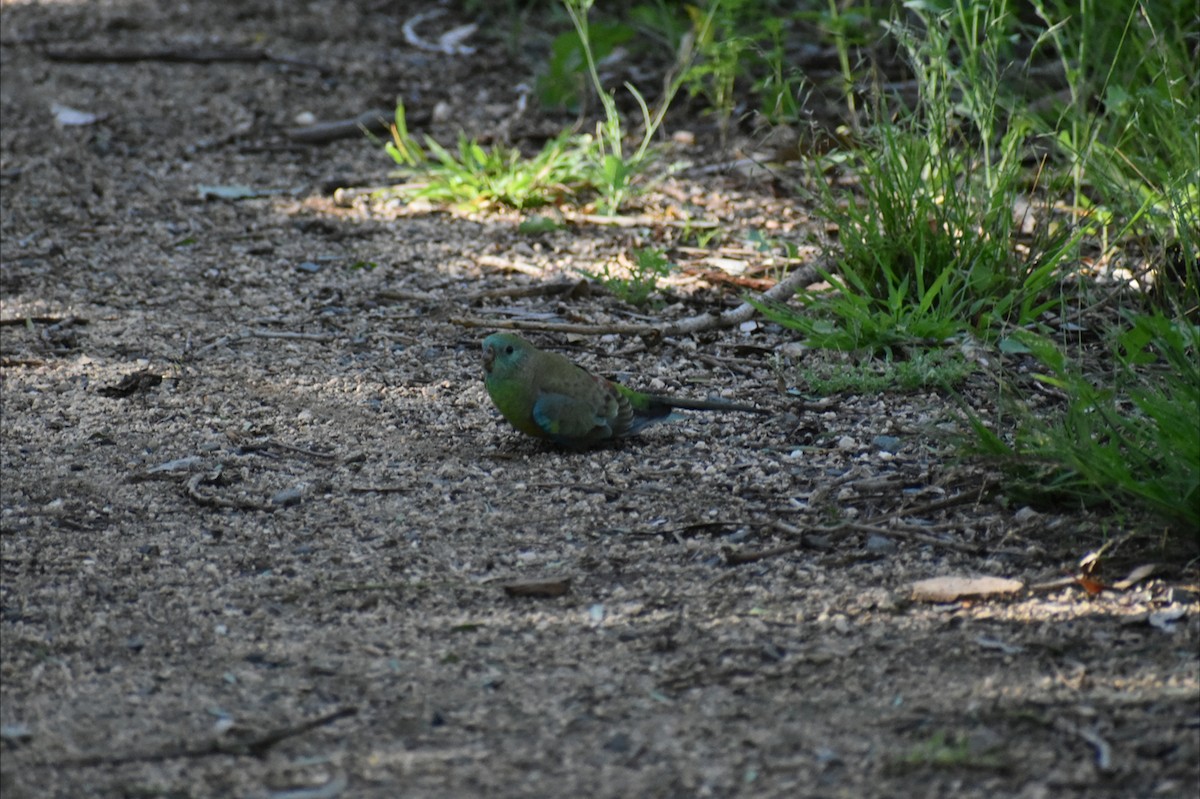 Perico Dorsirrojo - ML645977918