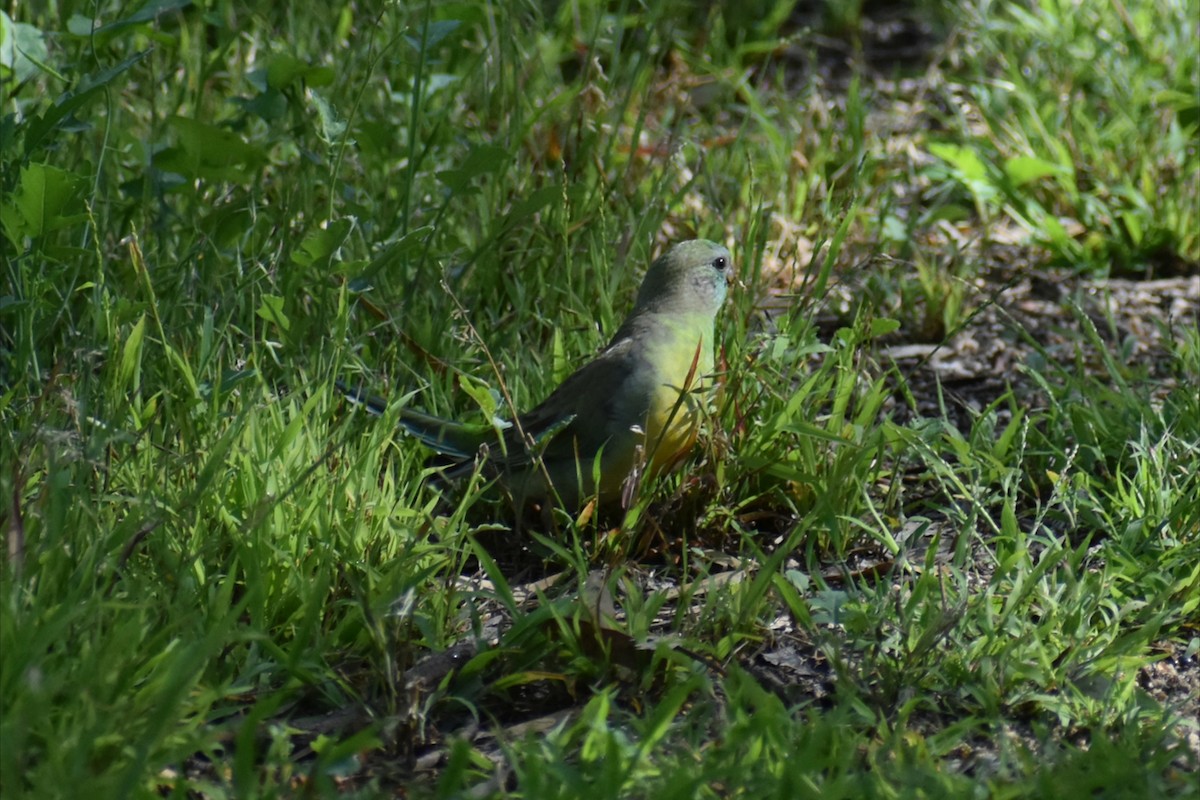 Perico Dorsirrojo - ML645977919