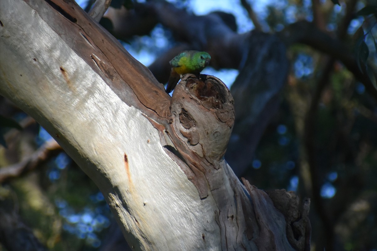 Perico Dorsirrojo - ML645977920