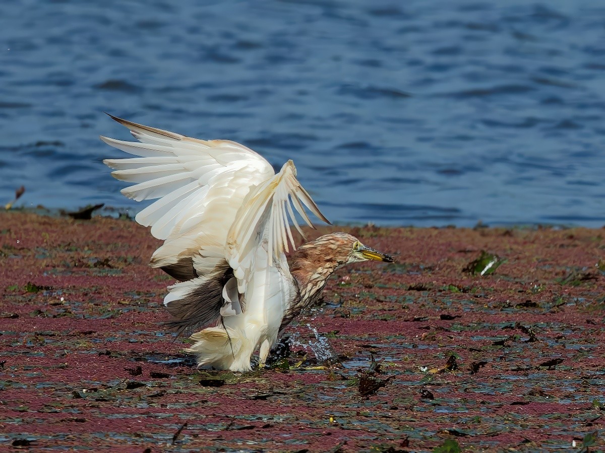 Garcilla China - ML645977922