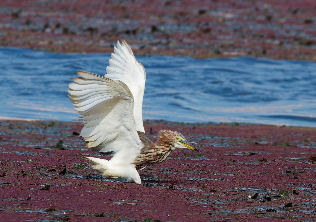 Garcilla China - ML645977923