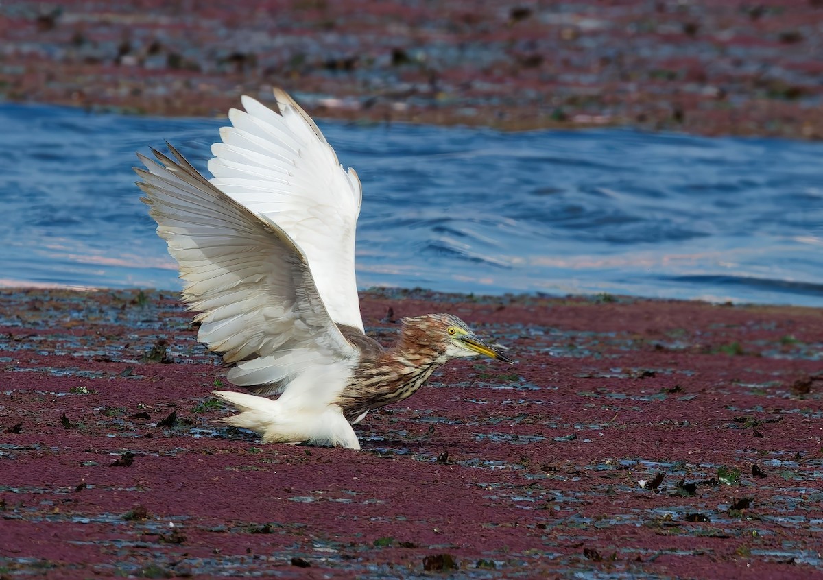 Garcilla China - ML645977924