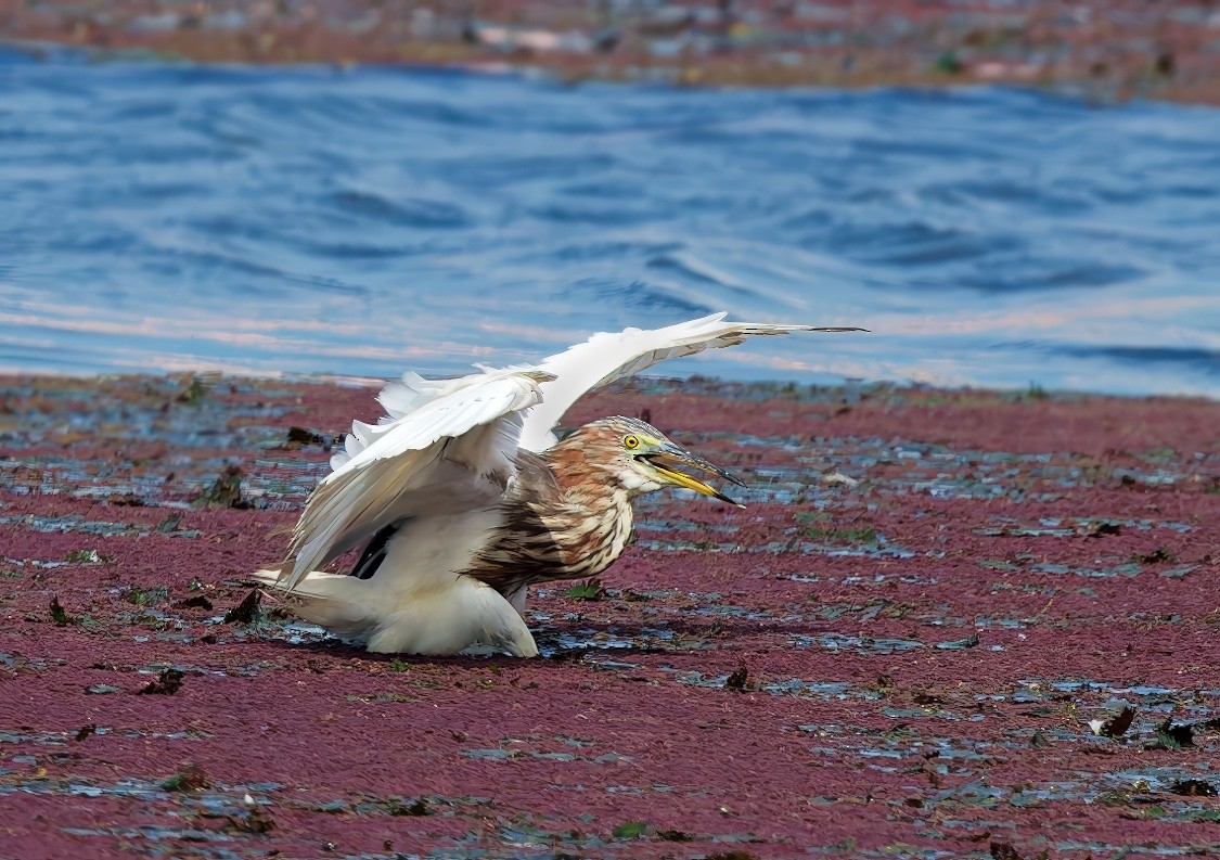 Garcilla China - ML645977925