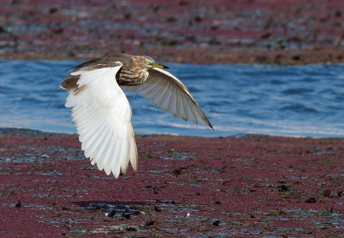 Garcilla China - ML645977926