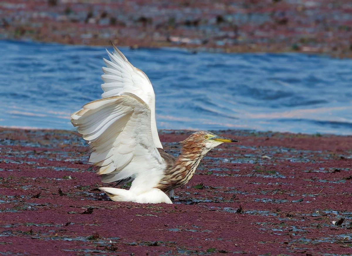 Garcilla China - ML645977927