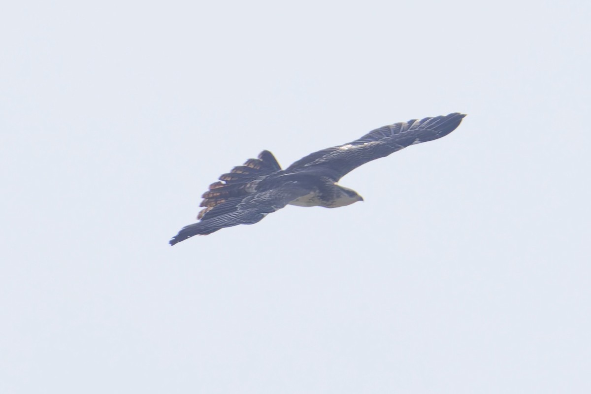 Abejero Oriental - ML645977936