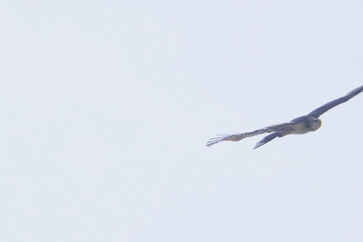 Abejero Oriental - ML645977937