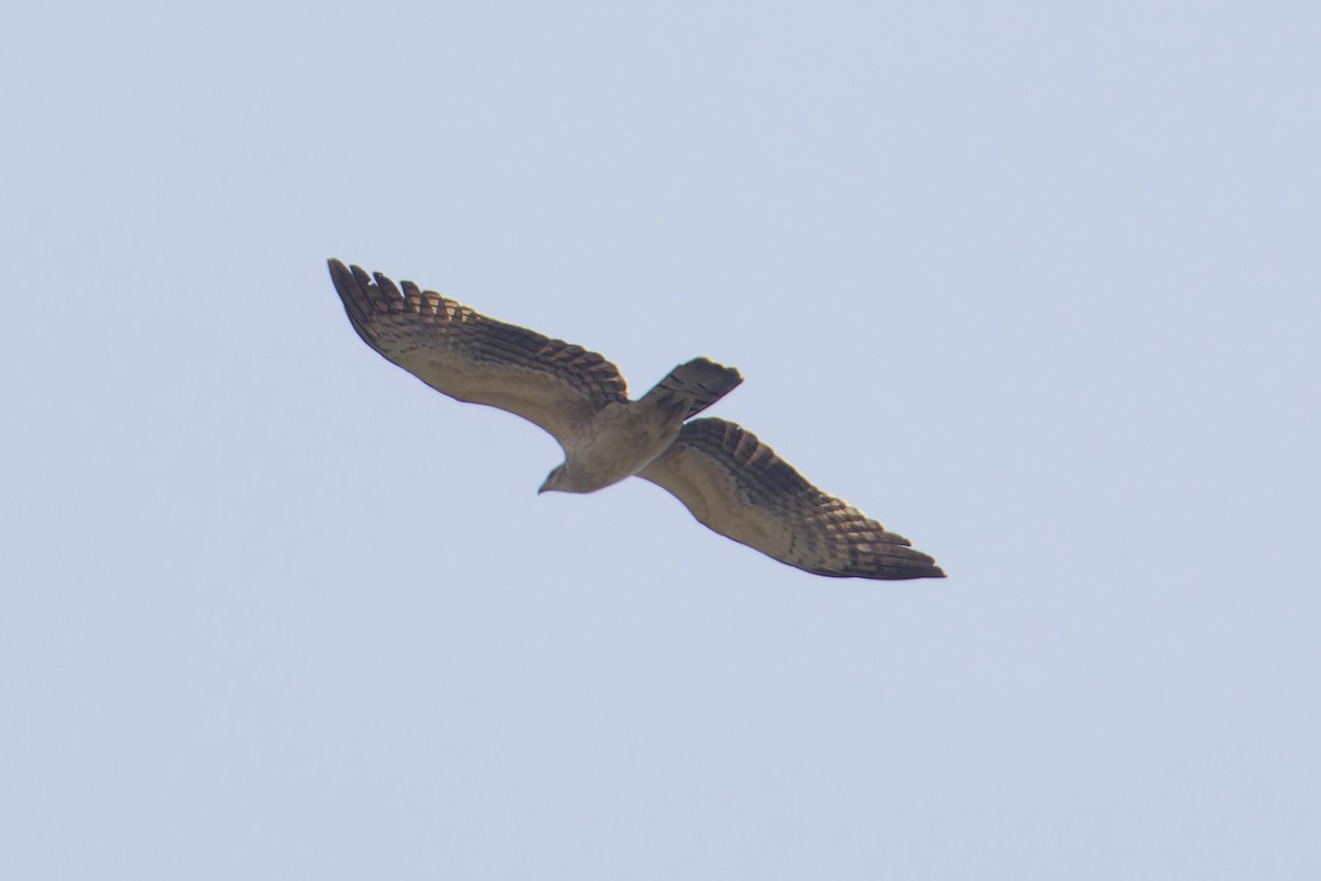 Abejero Oriental - ML645977938