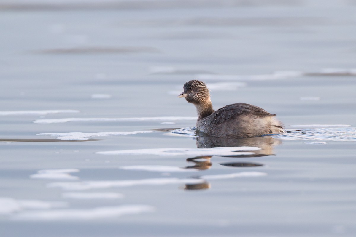 シラガカイツブリ - ML645977950