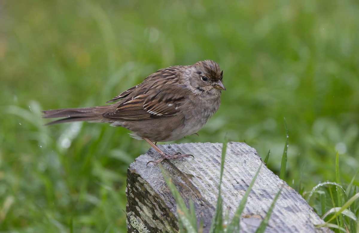Golden-crowned Sparrow - ML645977955