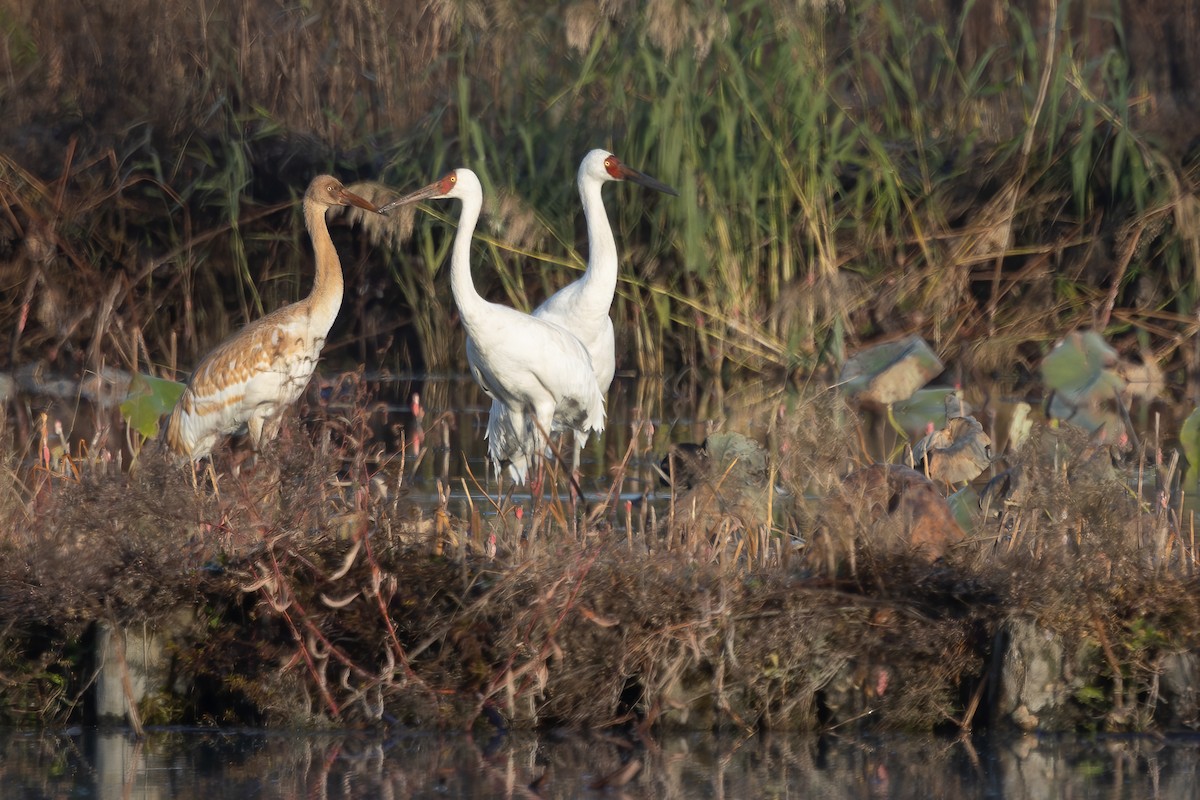 ソデグロヅル - ML645977956