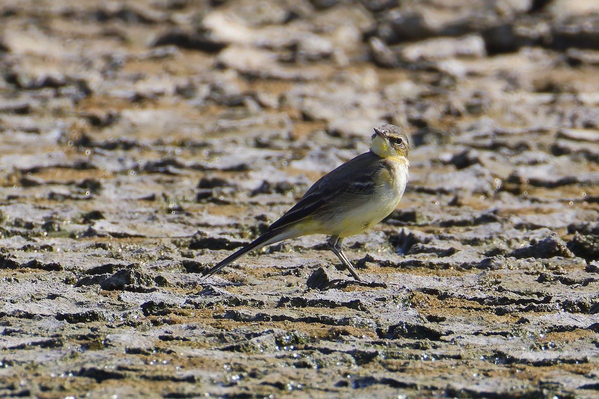 Eastern Yellow Wagtail - ML645977959