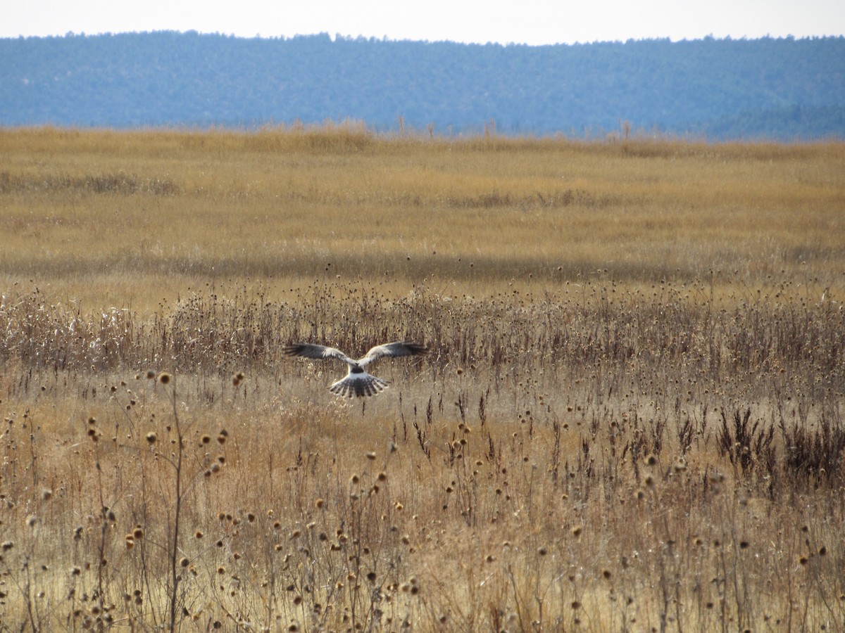 mørkmyrhauk - ML645977960