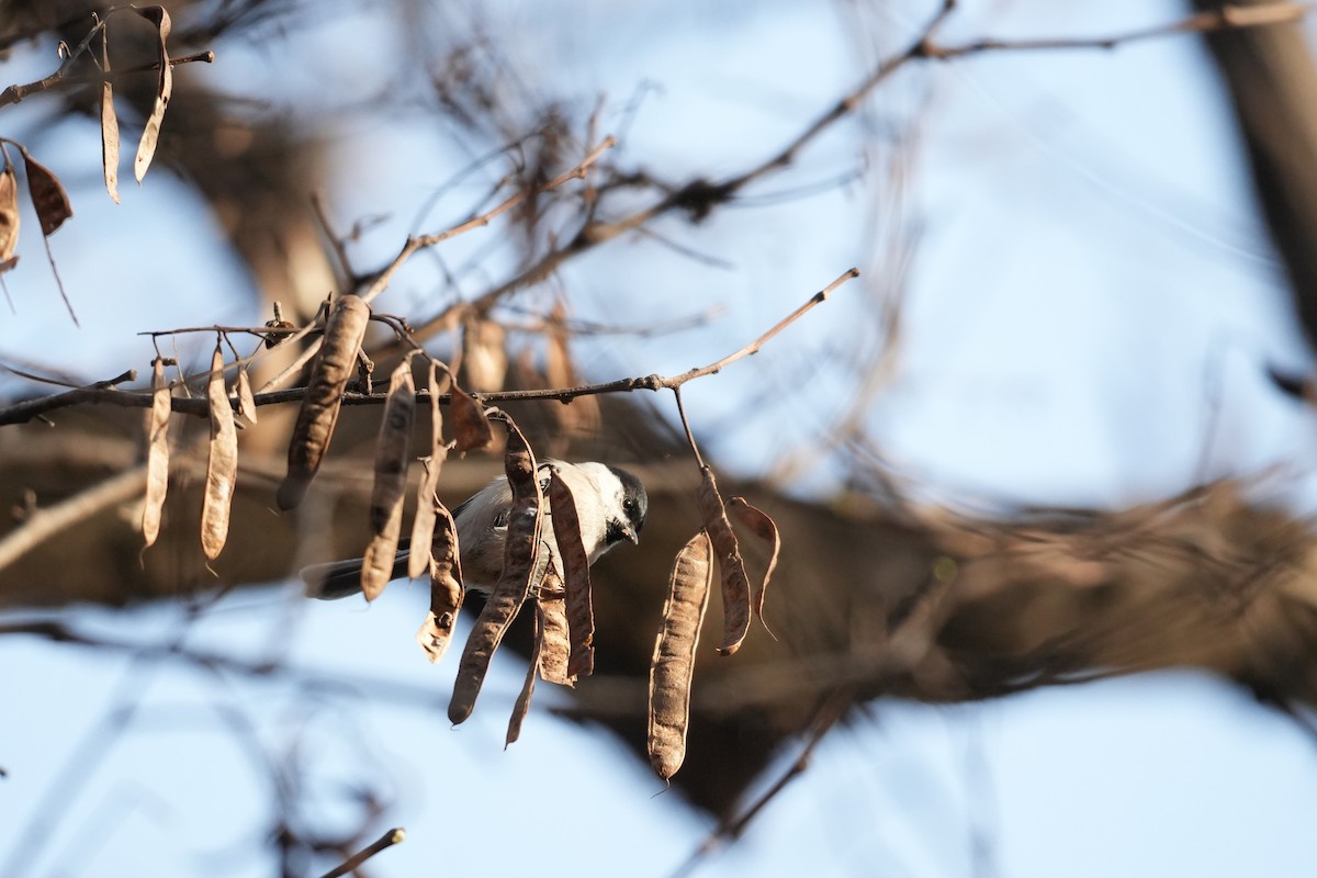 Marsh Tit - ML645977964