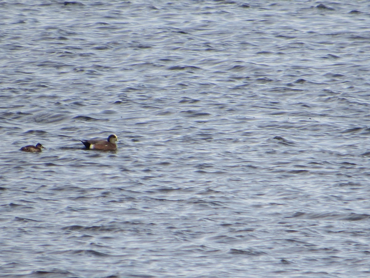 Schwarzkopf-Ruderente - ML645977977