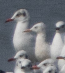 Slender-billed Gull - ML645977979