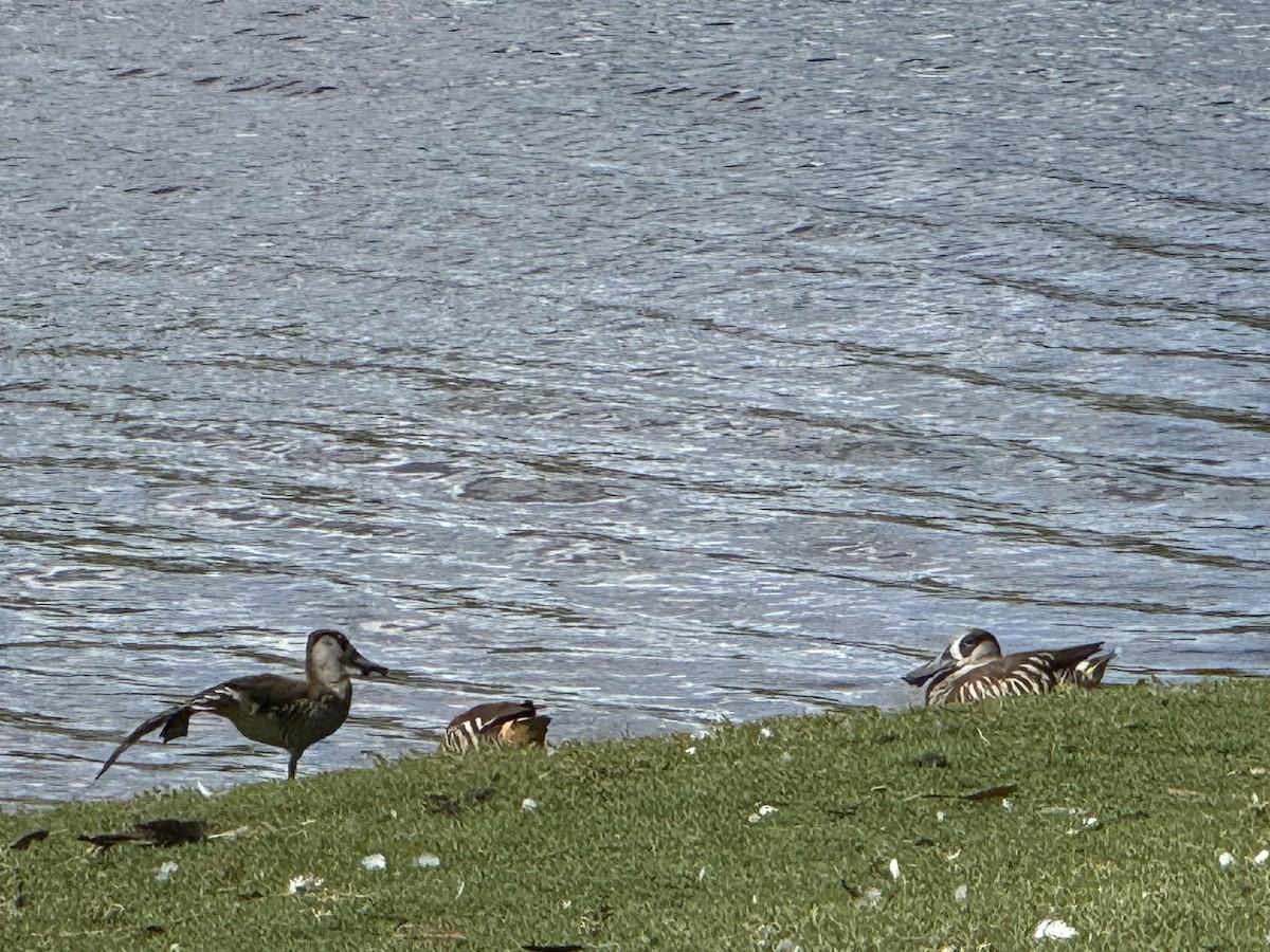 サザナミオオハシガモ - ML645977990