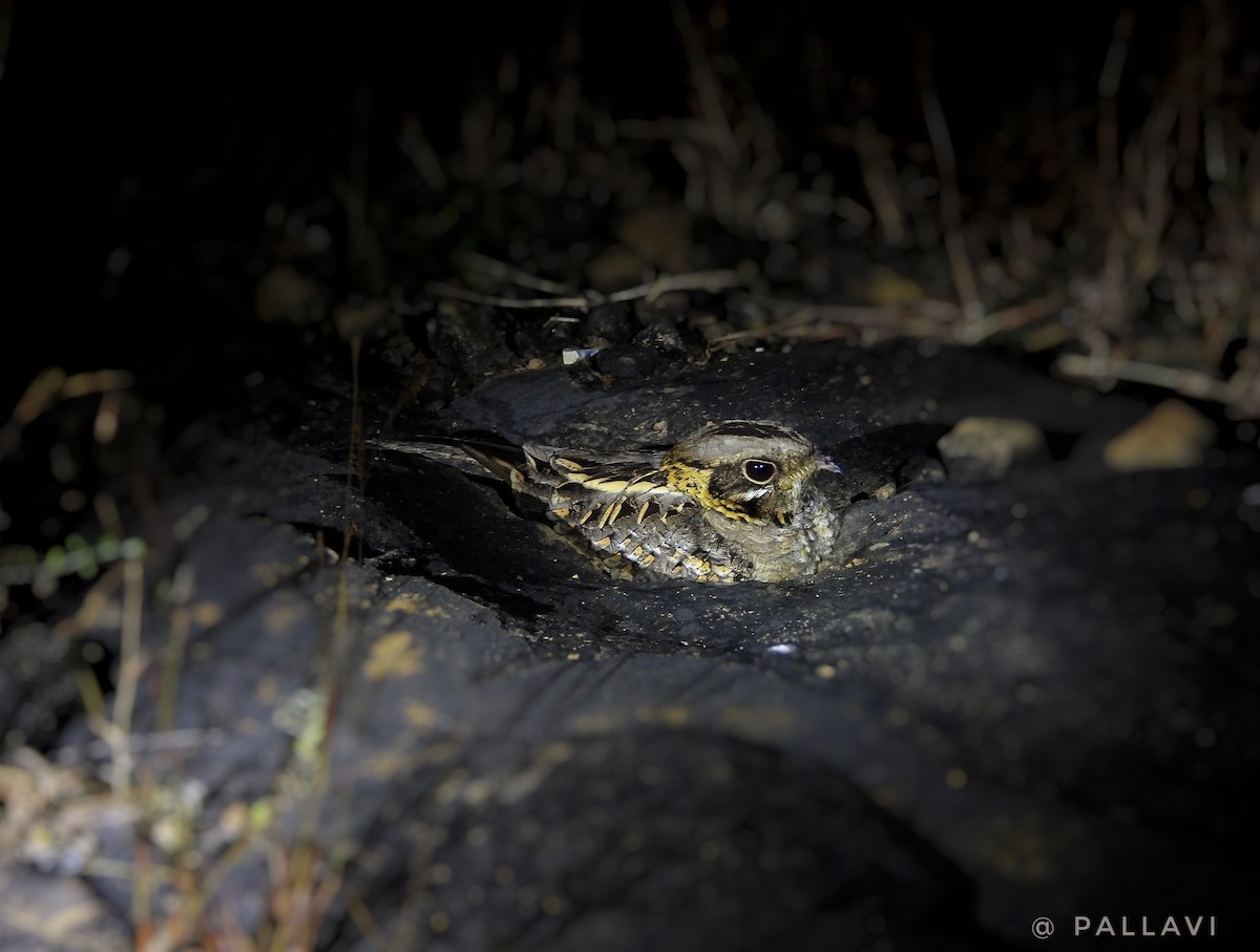 Chotacabras Hindú - ML645977991