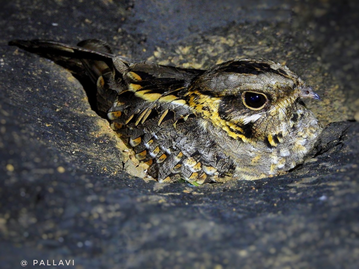 インドヨタカ - ML645977992