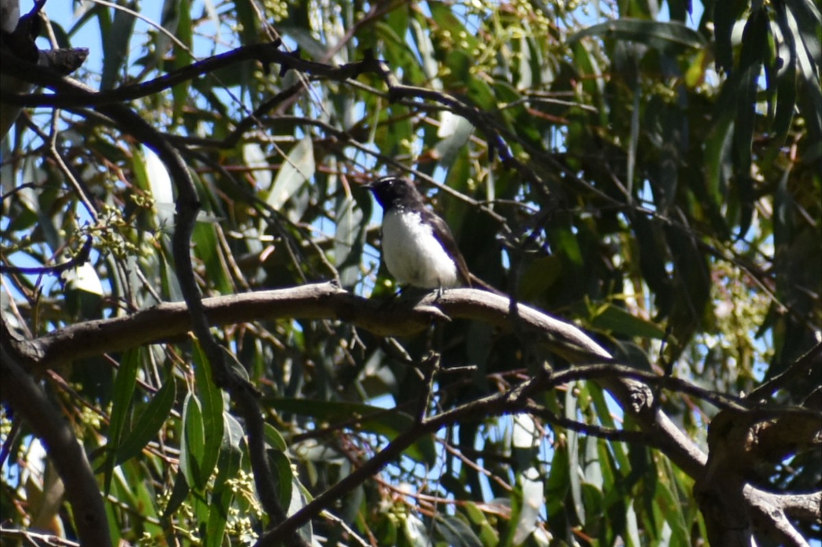 ヨコフリオウギビタキ - ML645977993