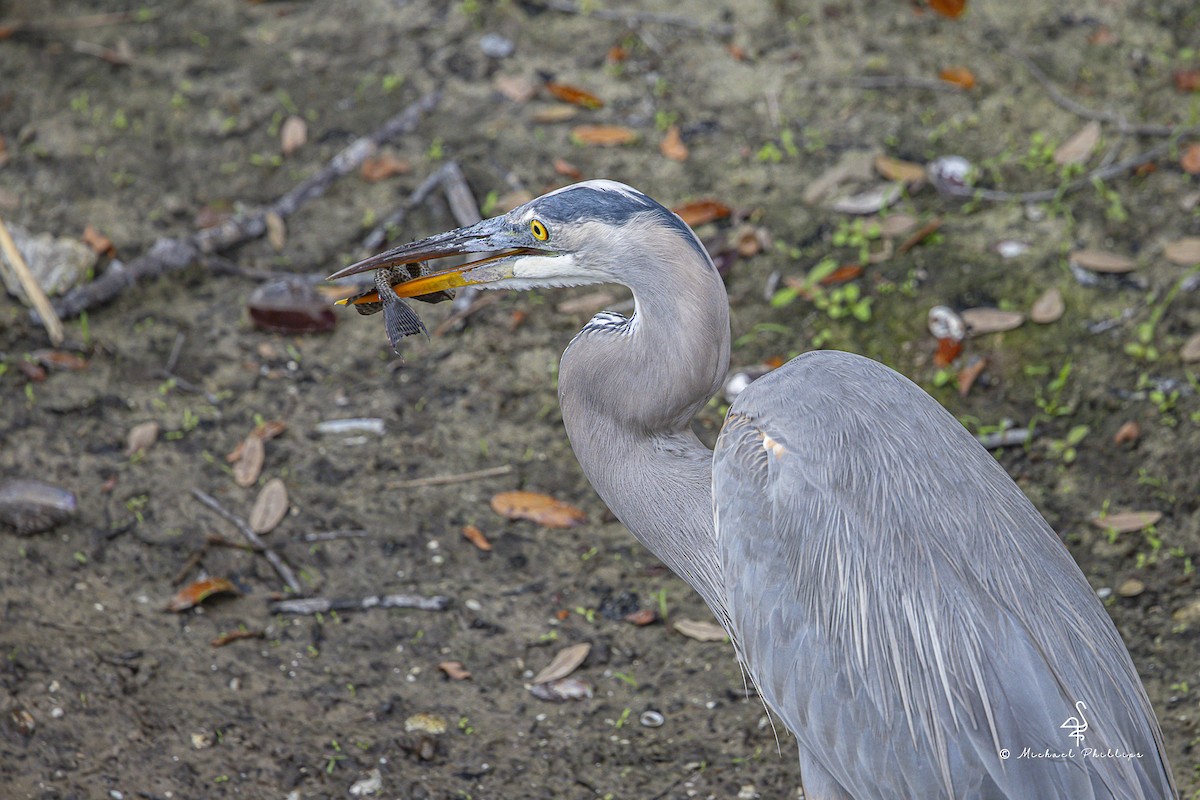 オオアオサギ - ML645977994