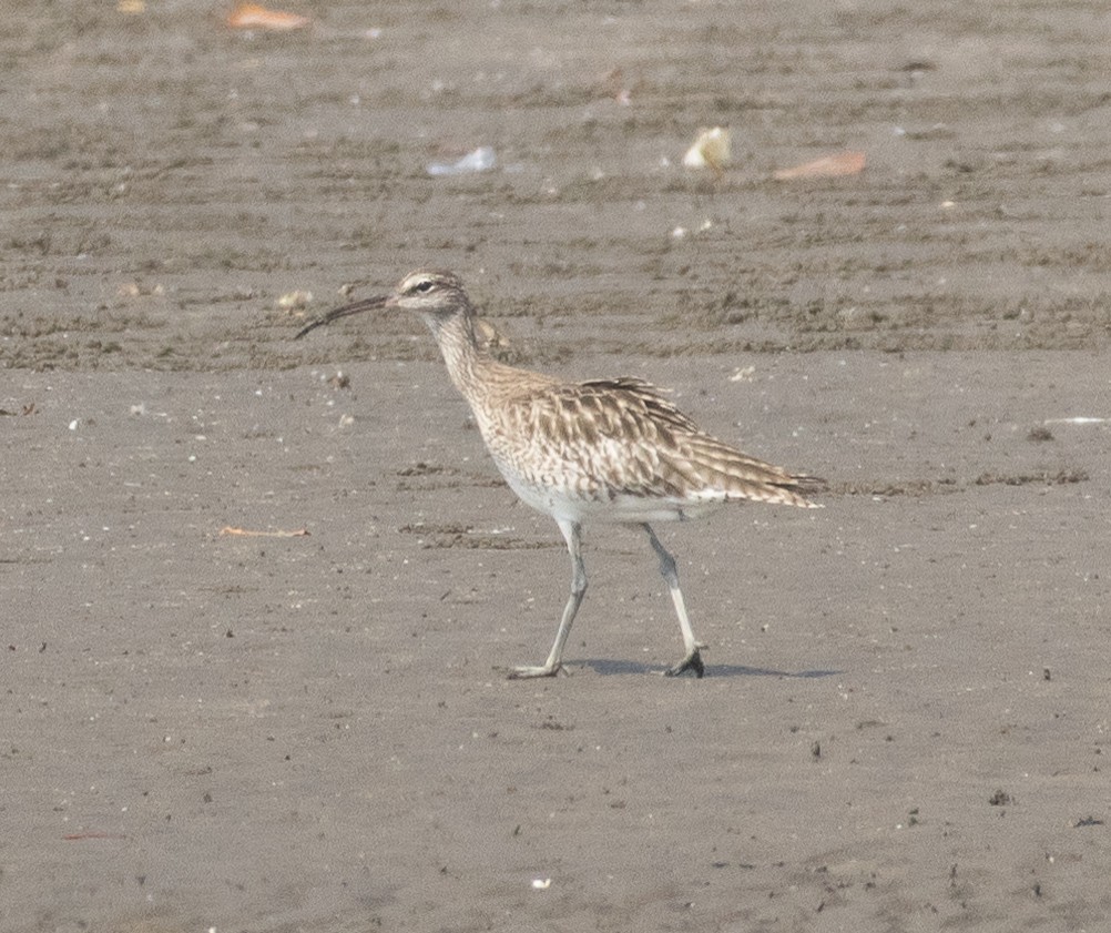 チュウシャクシギ - ML645977995