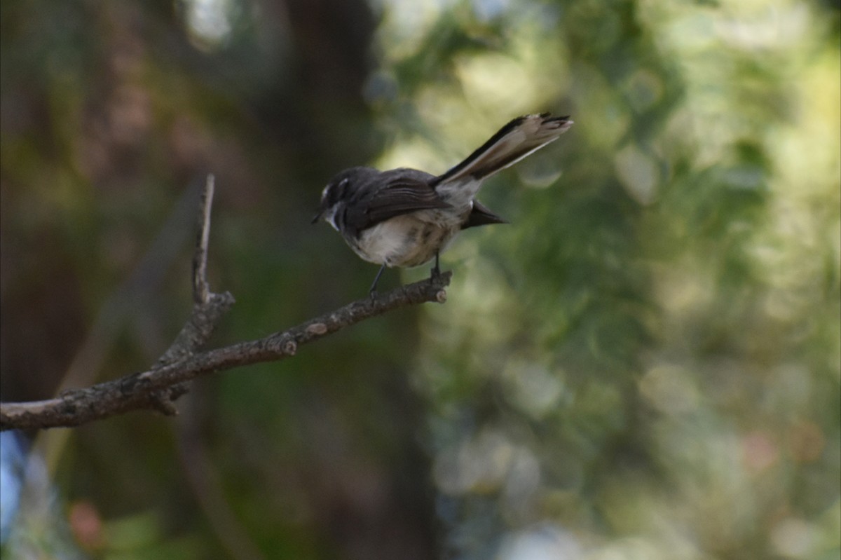 ハイイロオウギビタキ - ML645977996