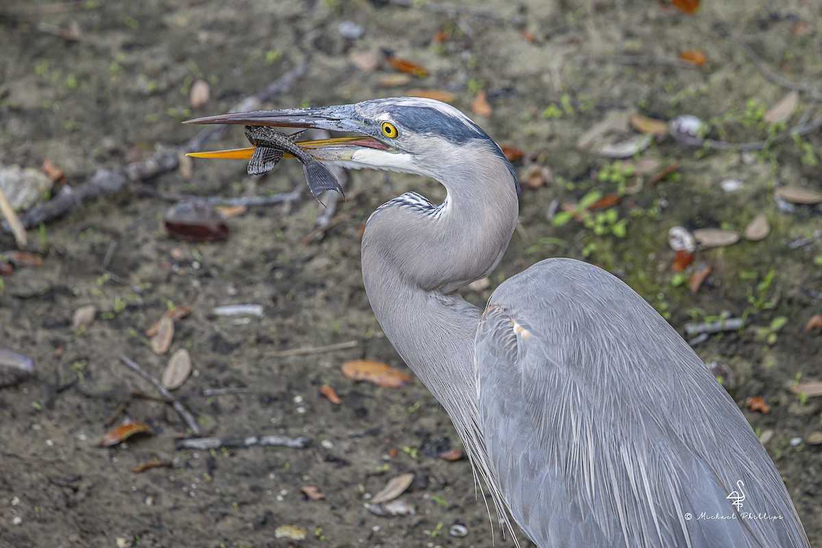 オオアオサギ - ML645977997