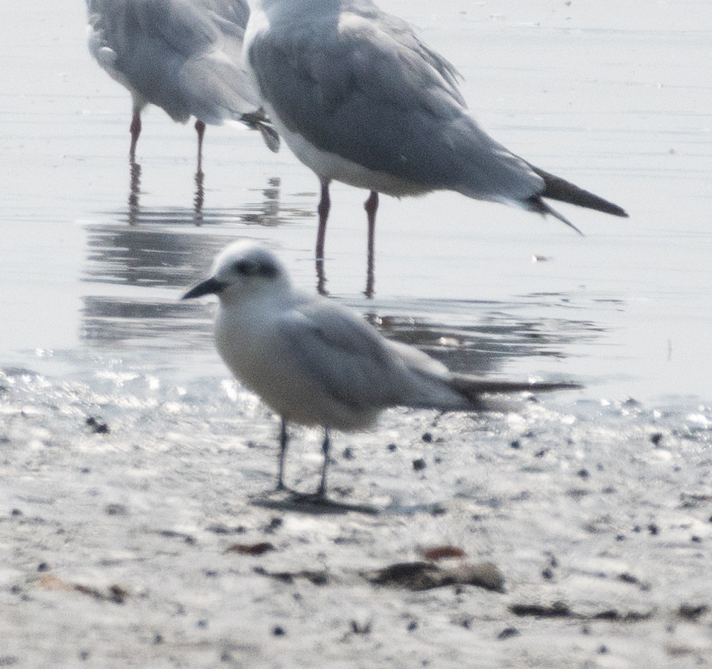 ハシブトアジサシ - ML645978000