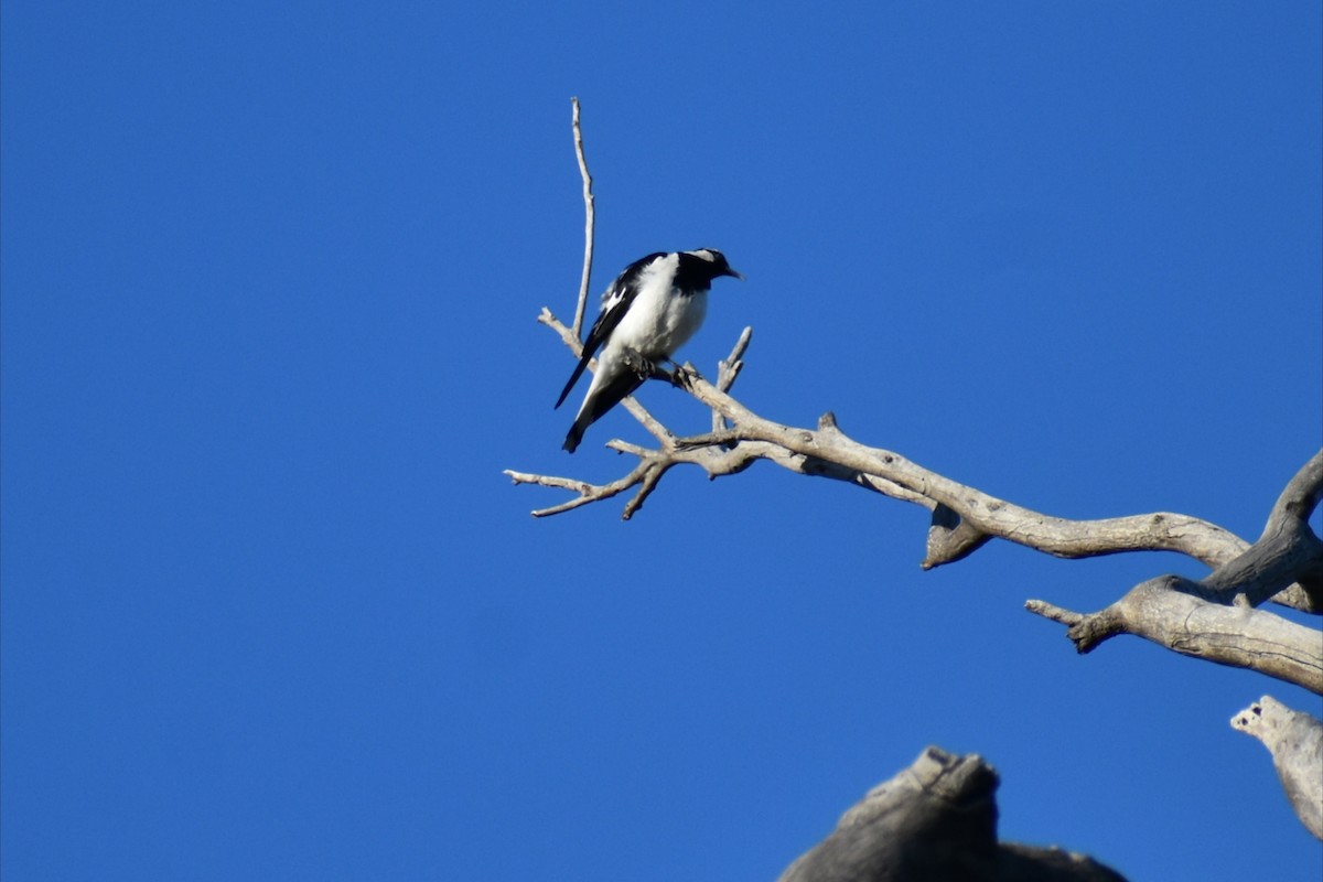 ツチスドリ - ML645978001