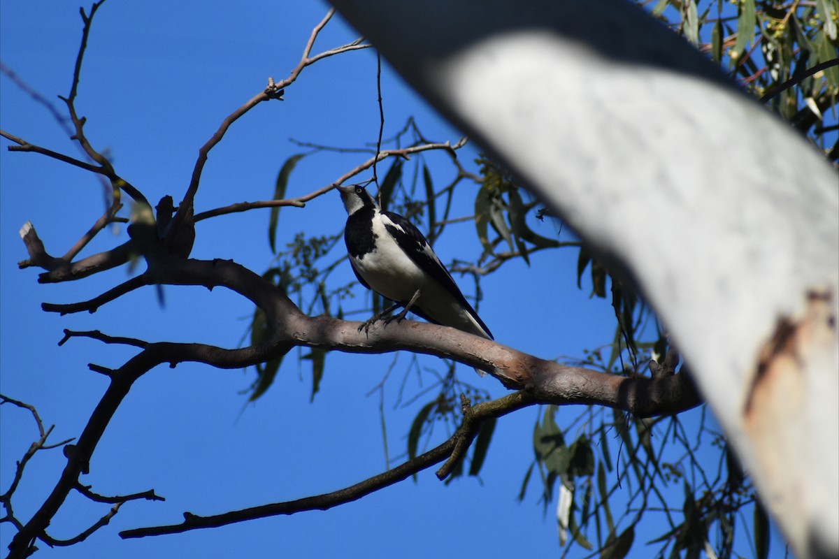 ツチスドリ - ML645978002