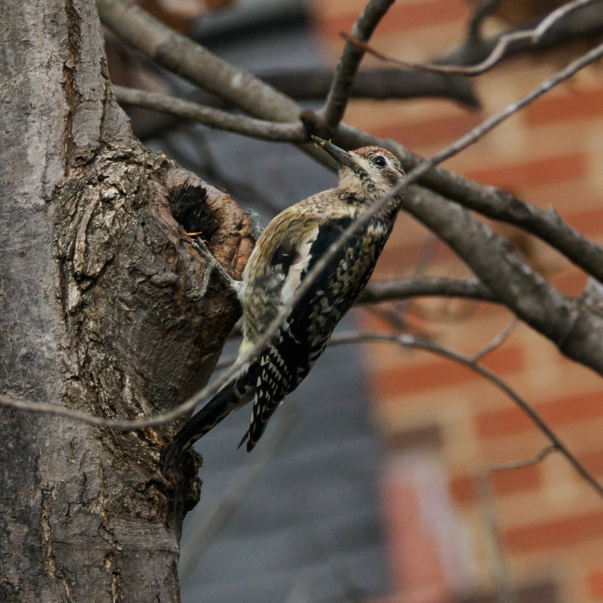 シルスイキツツキ - ML645978003