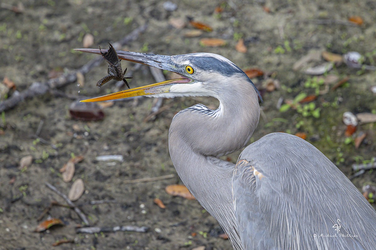 オオアオサギ - ML645978004