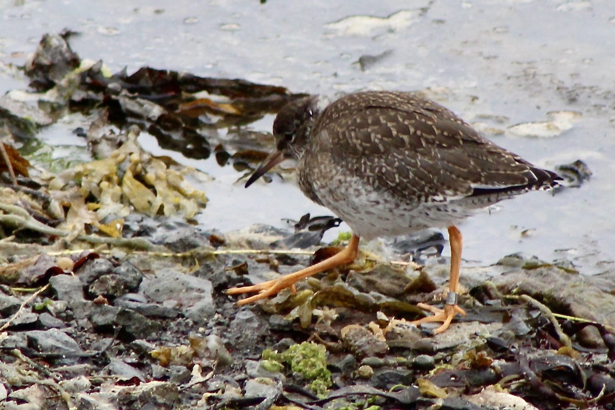 アカアシシギ - ML645978005