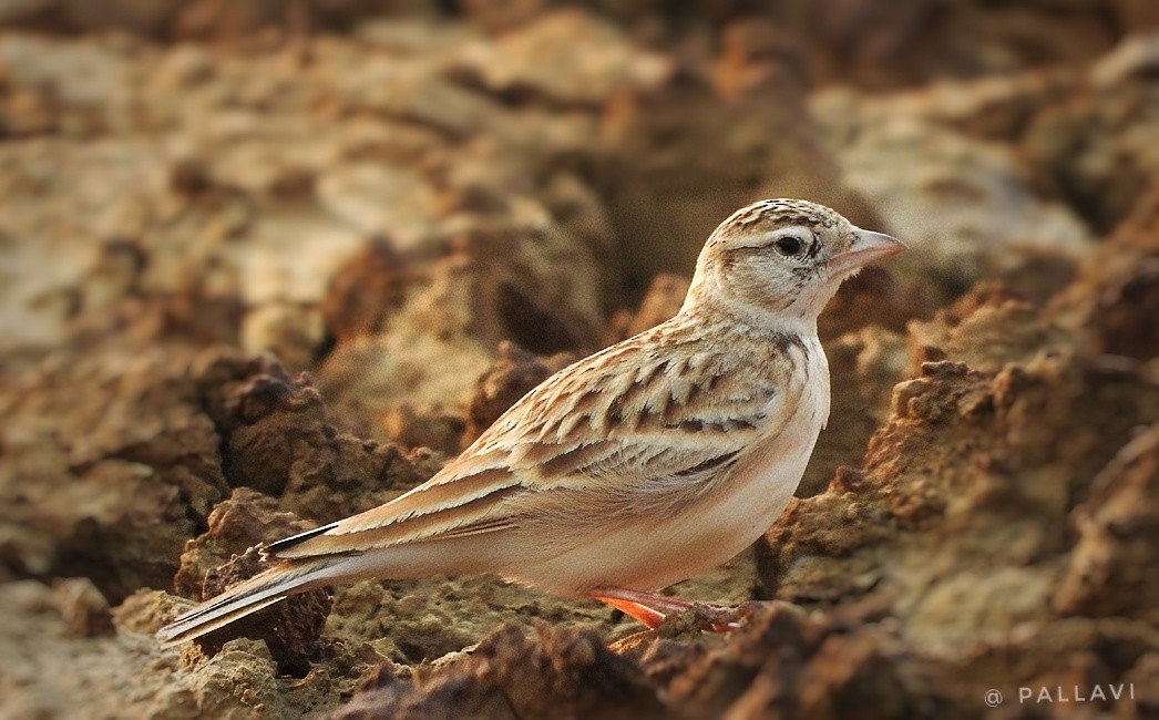 ヒメコウテンシ - ML645978006