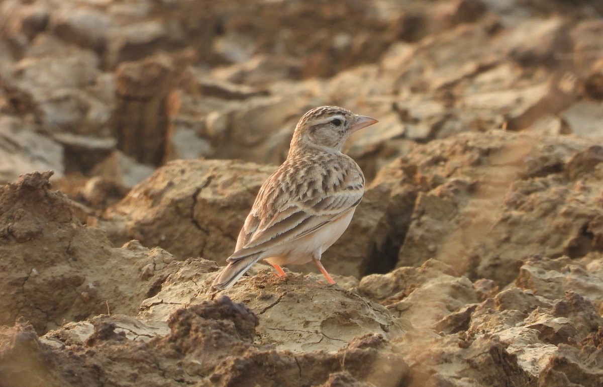 ヒメコウテンシ - ML645978007