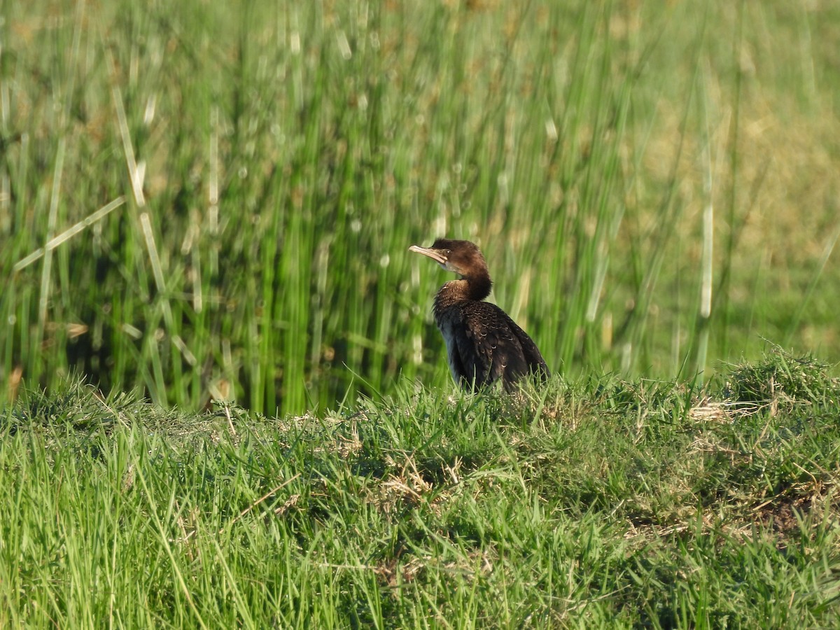 アフリカコビトウ - ML645978009