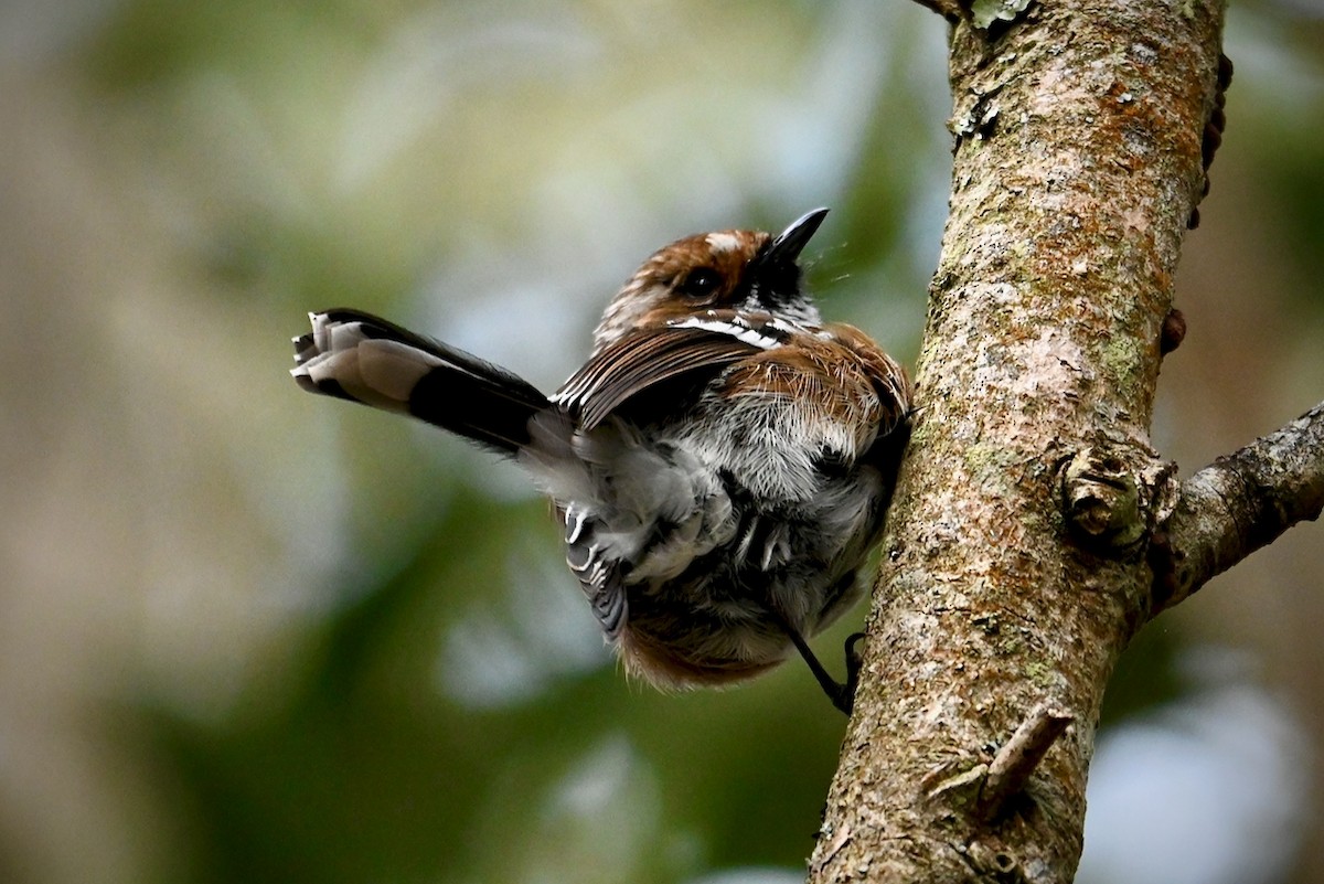 ハワイヒタキ - ML645978012