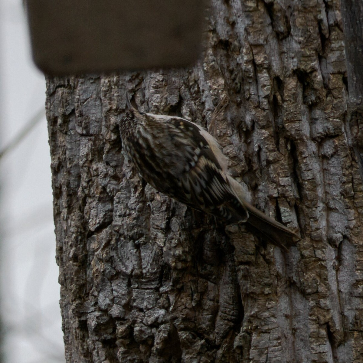 アメリカキバシリ - ML645978013