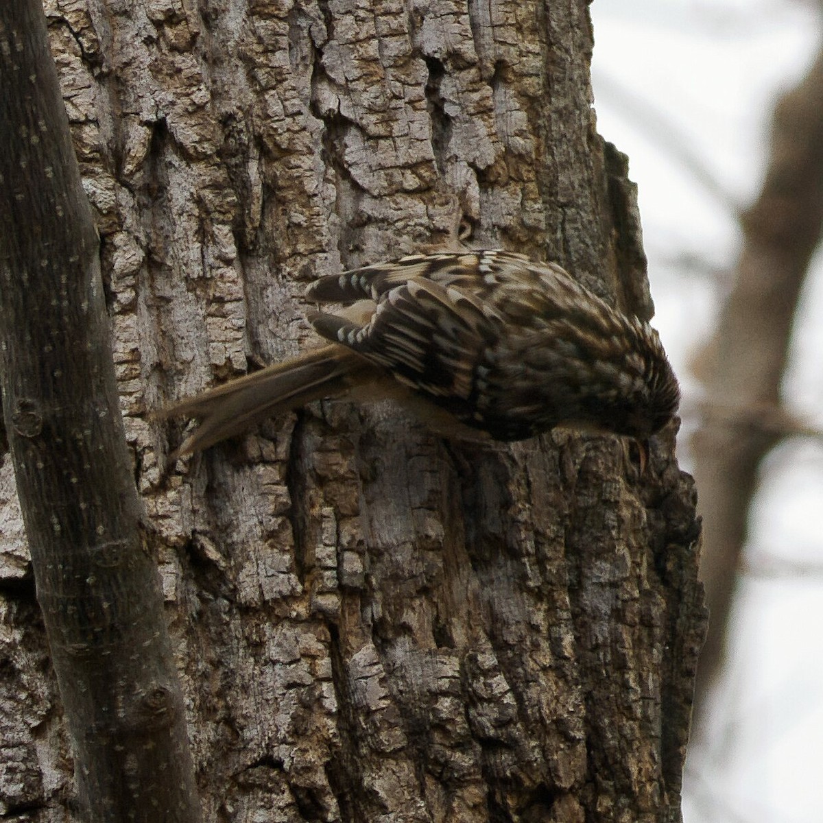 アメリカキバシリ - ML645978014