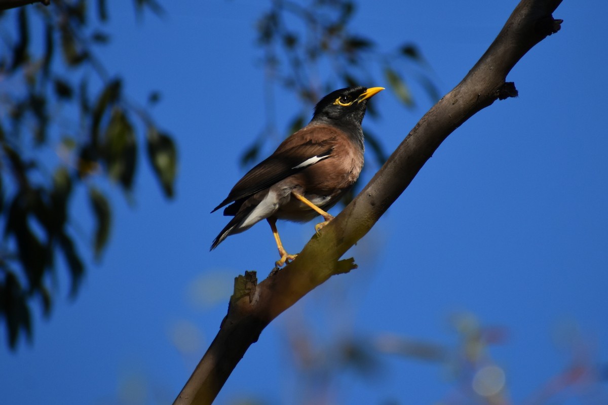 インドハッカ - ML645978015