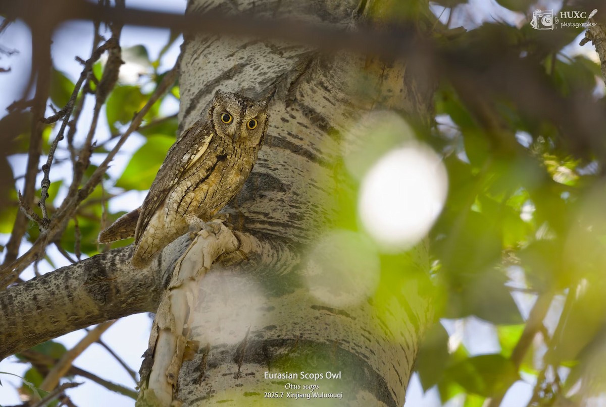 ヨーロッパコノハズク - ML645978018